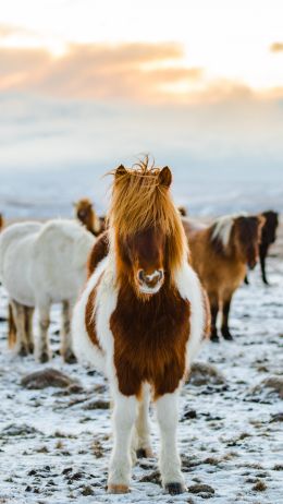 herd of horses, highlands Wallpaper 1440x2560