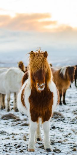 herd of horses, highlands Wallpaper 720x1440