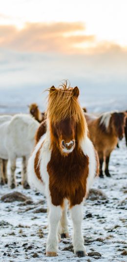 herd of horses, highlands Wallpaper 1080x2220