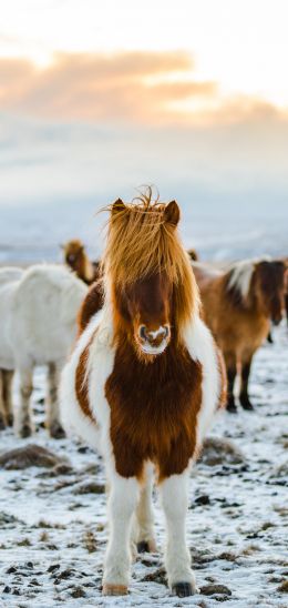 herd of horses, highlands Wallpaper 1080x2280