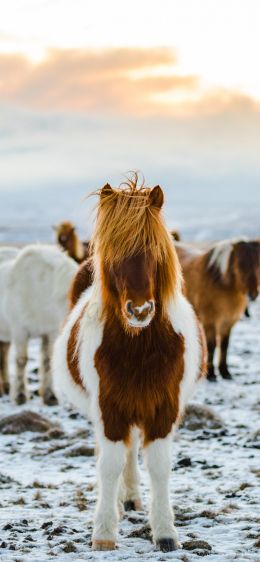 herd of horses, highlands Wallpaper 1284x2778