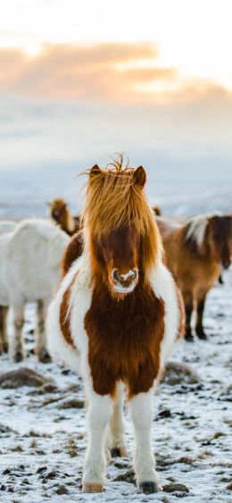 herd of horses, highlands Wallpaper 1080x2340