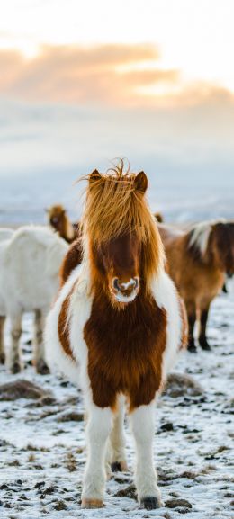 herd of horses, highlands Wallpaper 720x1600