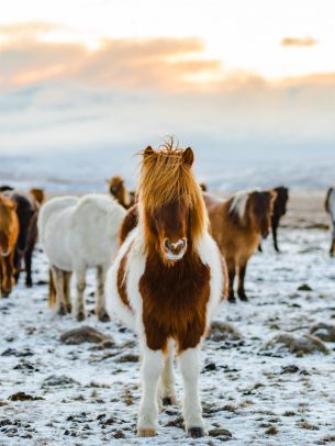 herd of horses, highlands Wallpaper 1620x2160