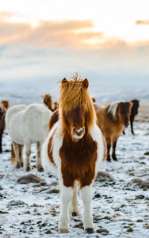 herd of horses, highlands Wallpaper 1752x2800