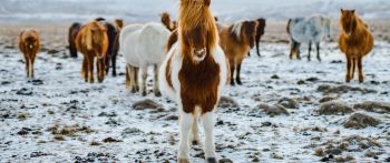 herd of horses, highlands Wallpaper 2560x1080