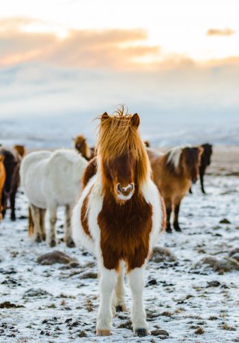 herd of horses, highlands Wallpaper 1668x2388