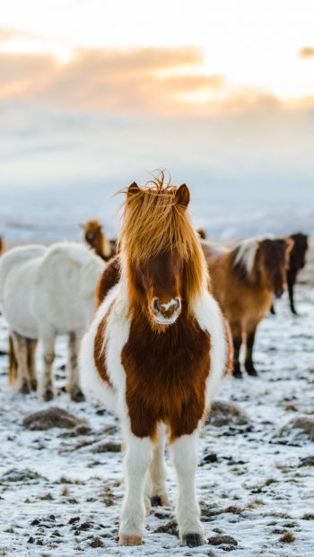 herd of horses, highlands Wallpaper 640x1136