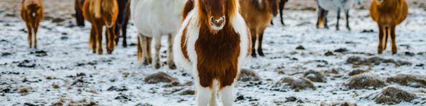 herd of horses, highlands Wallpaper 1590x400