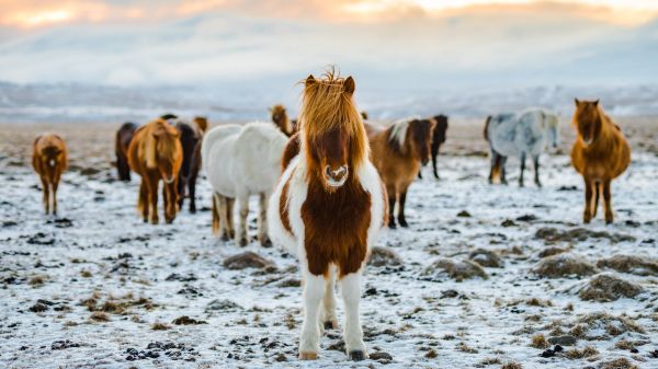 herd of horses, highlands Wallpaper 2560x1440
