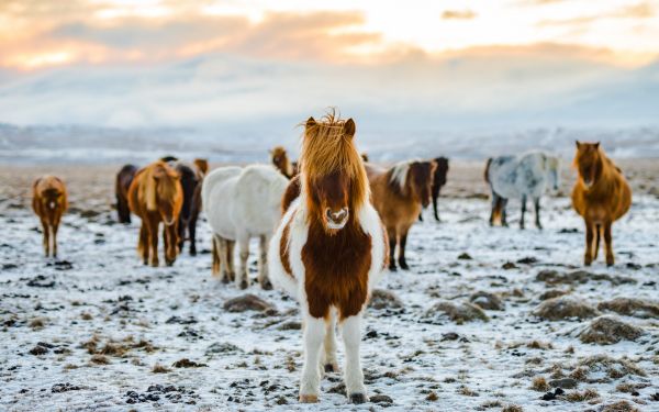 herd of horses, highlands Wallpaper 2560x1600