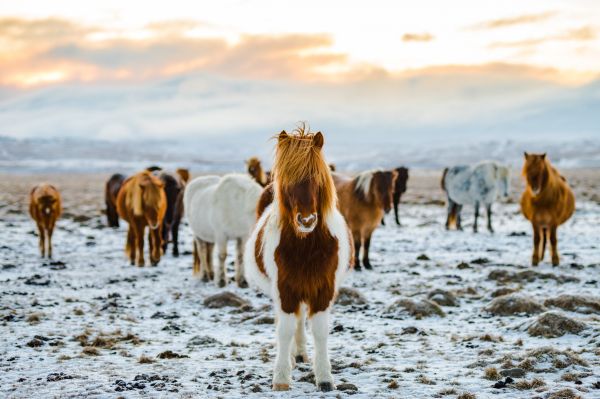 herd of horses, highlands Wallpaper 5983x3985