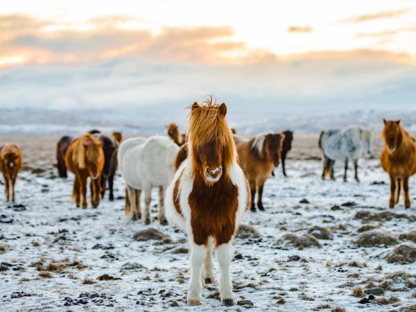 herd of horses, highlands Wallpaper 1024x768