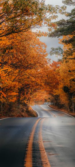 autumn road Wallpaper 1440x3200