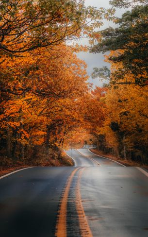 autumn road Wallpaper 1600x2560