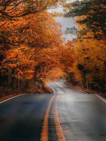 autumn road Wallpaper 1620x2160
