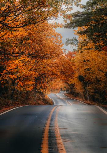 autumn road Wallpaper 1668x2388