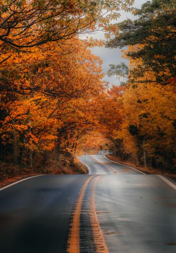 autumn road Wallpaper 1640x2360