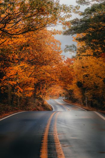 autumn road Wallpaper 640x960