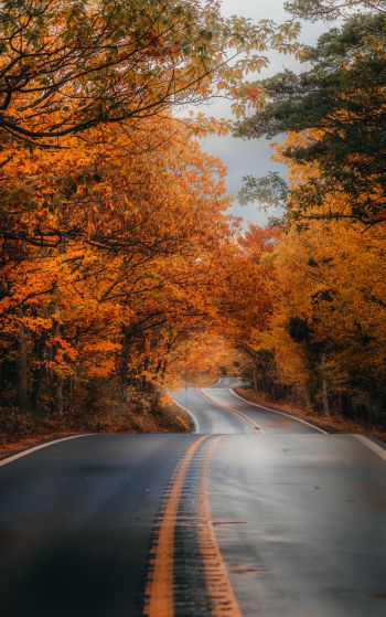autumn road Wallpaper 1752x2800