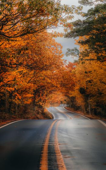 autumn road Wallpaper 1200x1920