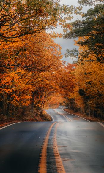 autumn road Wallpaper 1200x2000