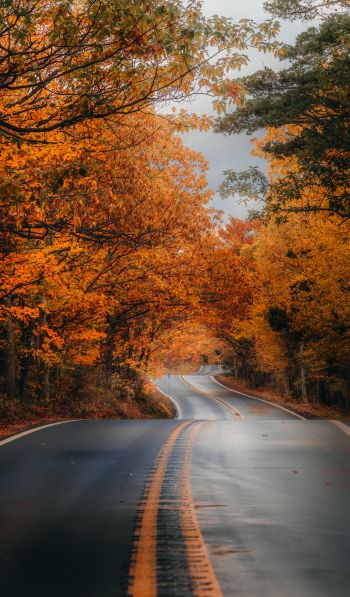 autumn road Wallpaper 600x1024