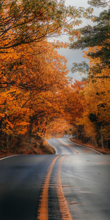 autumn road Wallpaper 720x1440