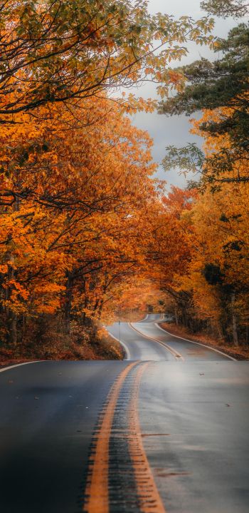 autumn road Wallpaper 1440x2960