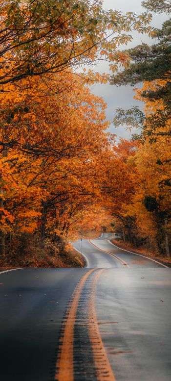 autumn road Wallpaper 1440x3200
