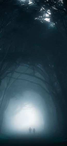 fog, forest trail Wallpaper 1284x2778