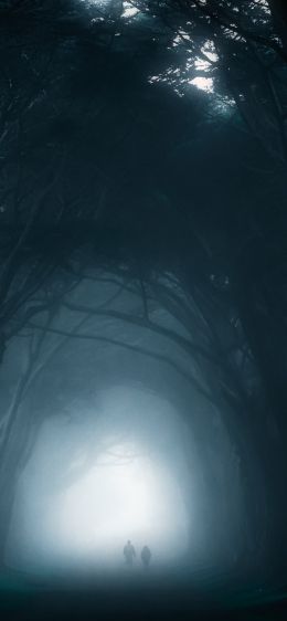 fog, forest trail Wallpaper 1170x2532