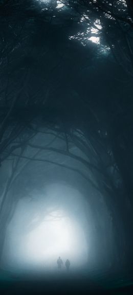 fog, forest trail Wallpaper 1080x2400