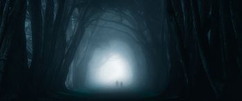 fog, forest trail Wallpaper 3440x1440