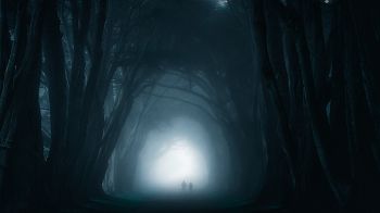fog, forest trail Wallpaper 1366x768