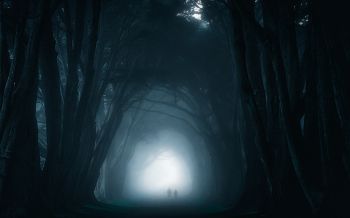 fog, forest trail Wallpaper 1920x1200