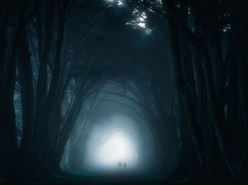 fog, forest trail Wallpaper 800x600
