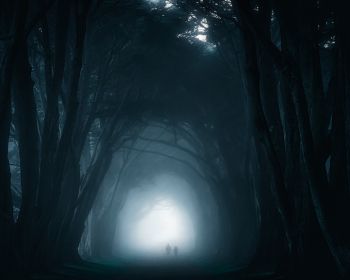 fog, forest trail Wallpaper 1280x1024
