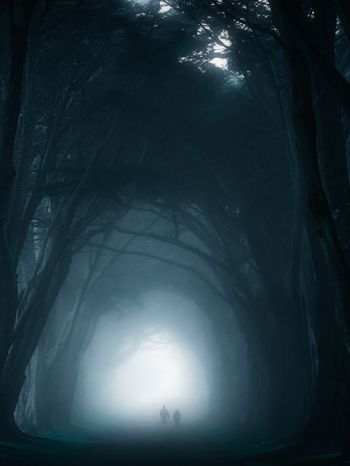 fog, forest trail Wallpaper 1620x2160
