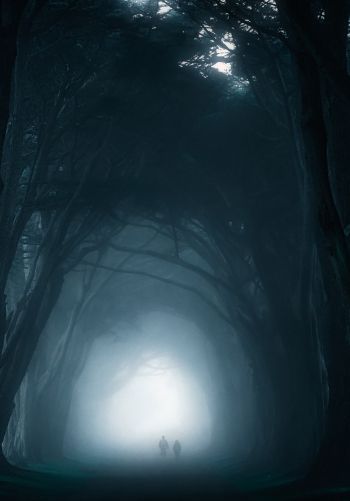 fog, forest trail Wallpaper 1668x2388