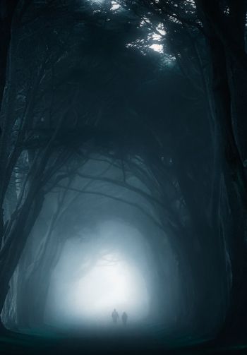 fog, forest trail Wallpaper 1640x2360