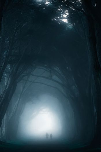 fog, forest trail Wallpaper 640x960