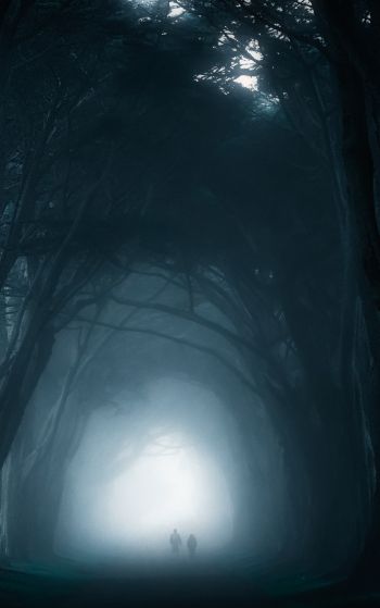 fog, forest trail Wallpaper 1752x2800