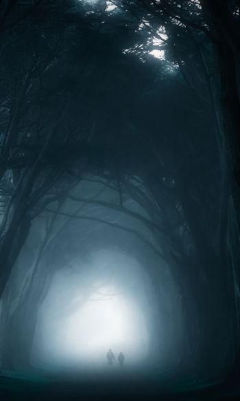 fog, forest trail Wallpaper 1200x2000