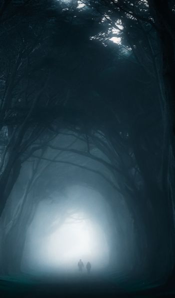 fog, forest trail Wallpaper 600x1024