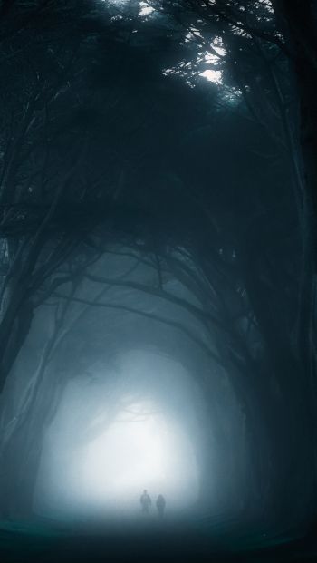 fog, forest trail Wallpaper 640x1136