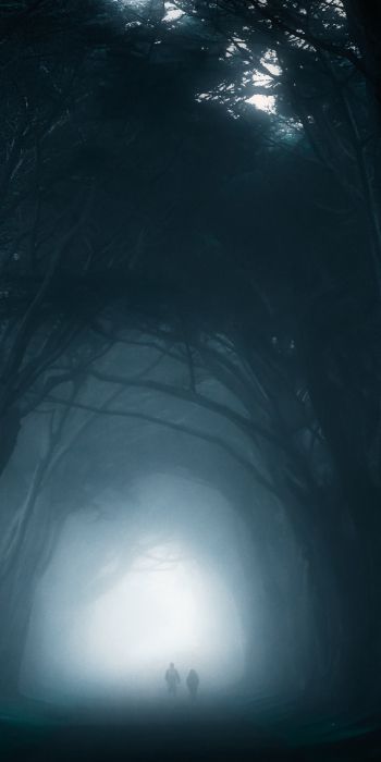 fog, forest trail Wallpaper 720x1440
