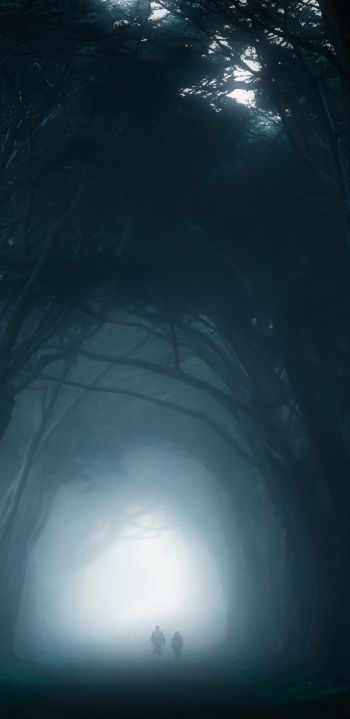 fog, forest trail Wallpaper 1080x2220