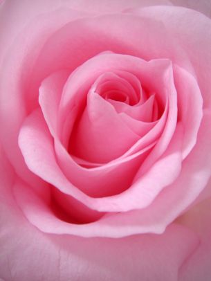 pink rose, rose, petals Wallpaper 1944x2592