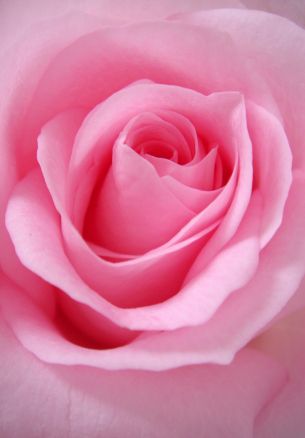 pink rose, rose, petals Wallpaper 1640x2360